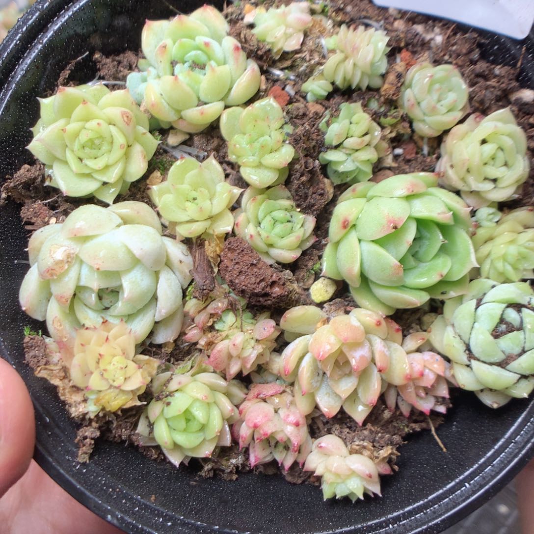 无花朵G4y y y y y y y y y y y