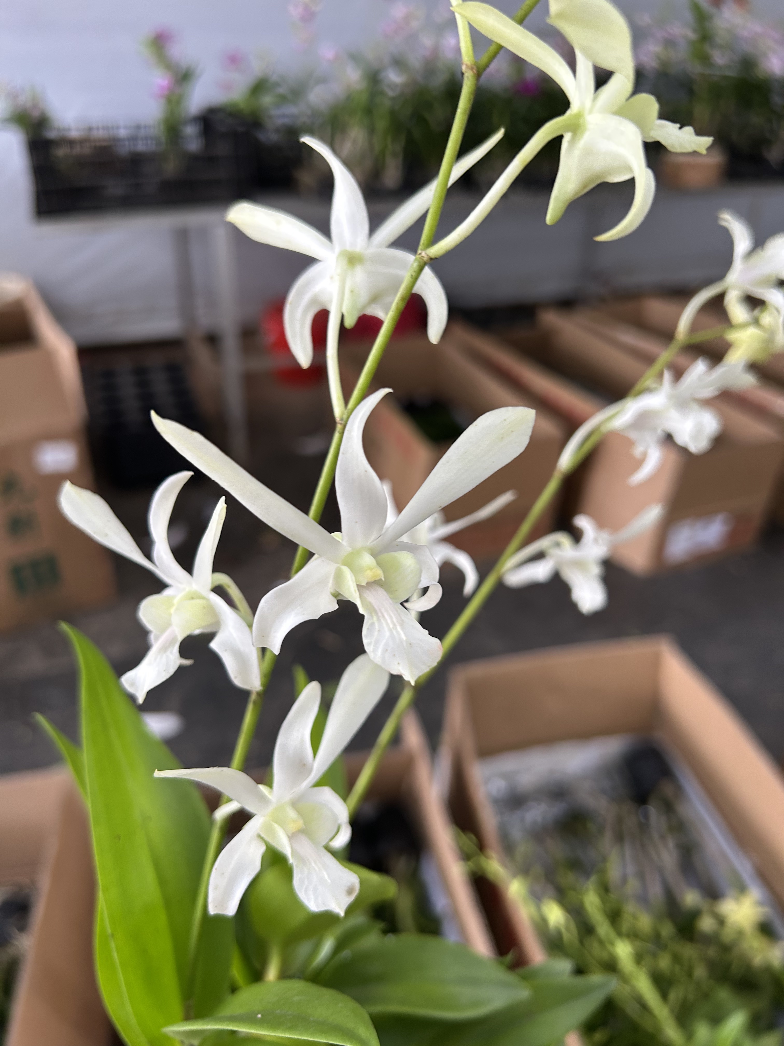 秋石斛（白玉兔羚羊）带1枝花盆栽兰花家庭好养植物开花漂亮