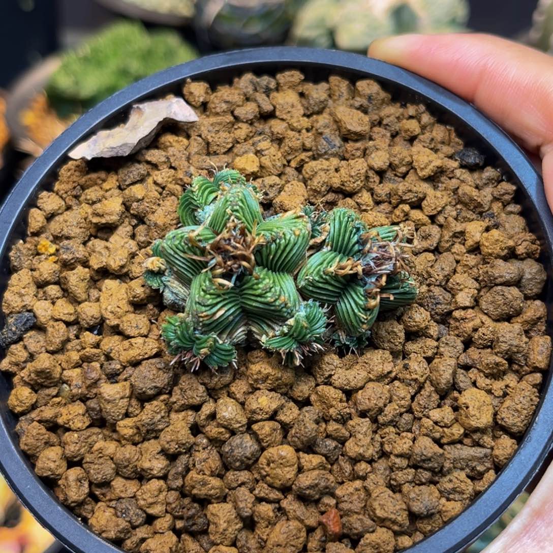 5星红笼Zzzzzzzzzzzzz