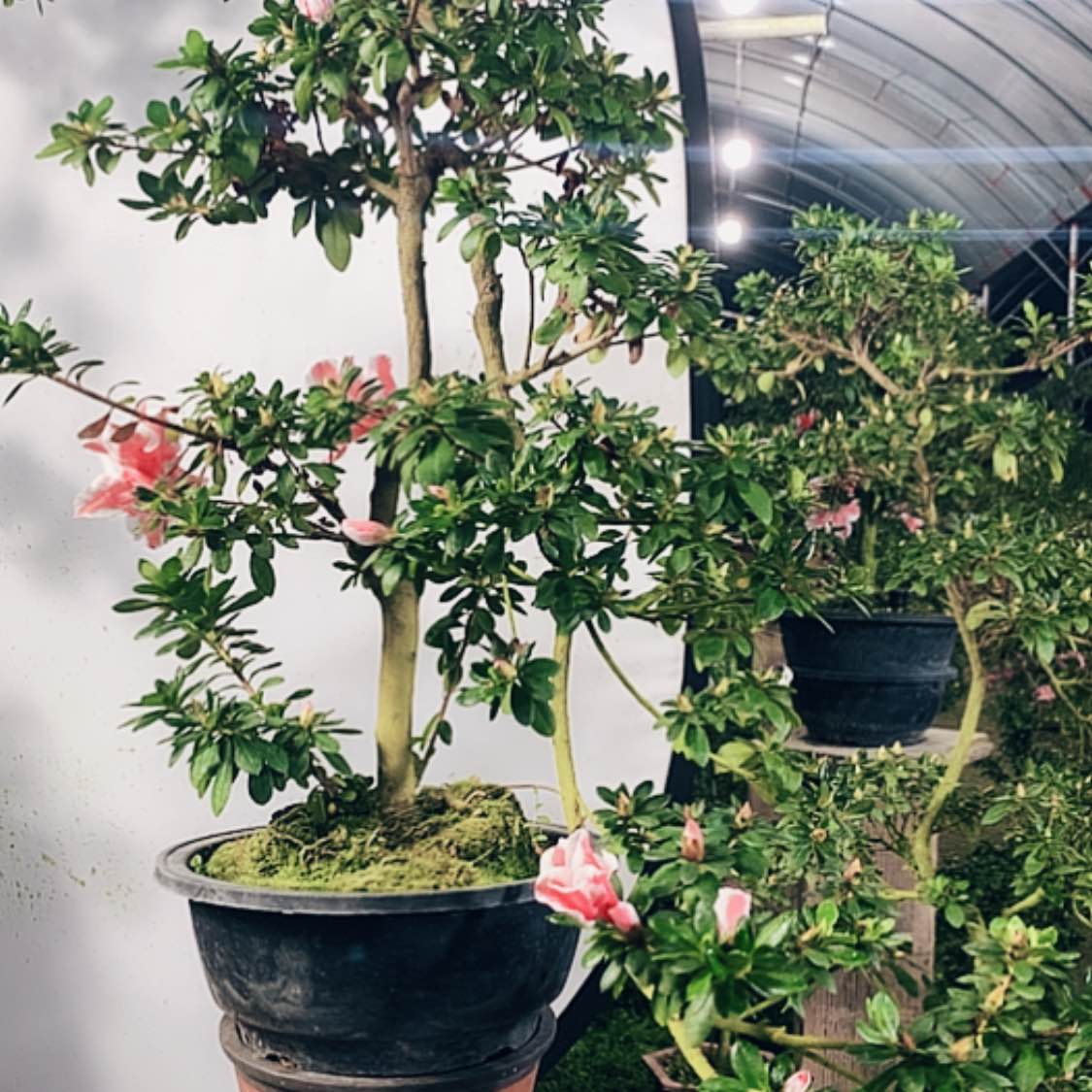 【闪购商品】完全开放浪**涯