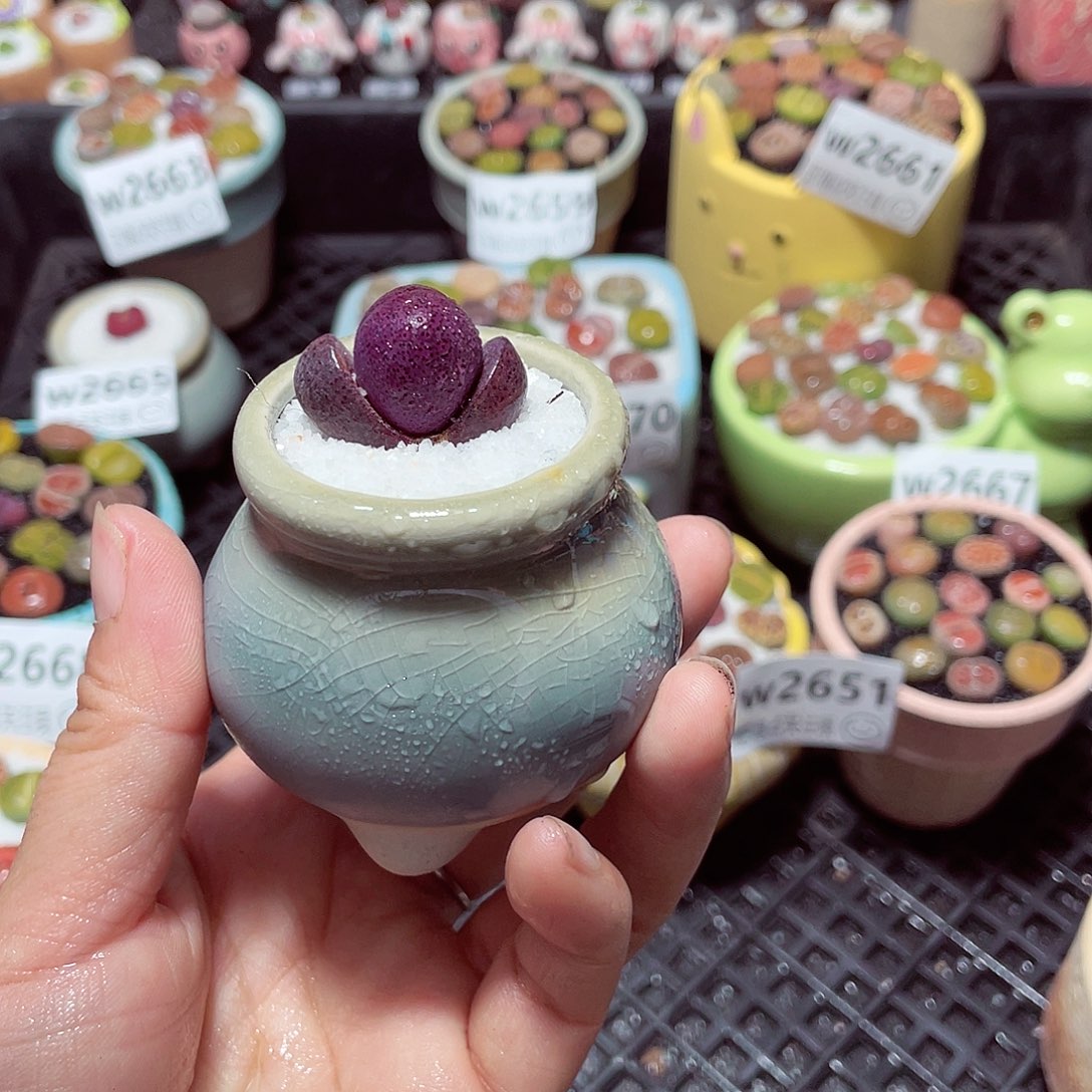 w2671 带盆土发货-零下地区拍保温箱