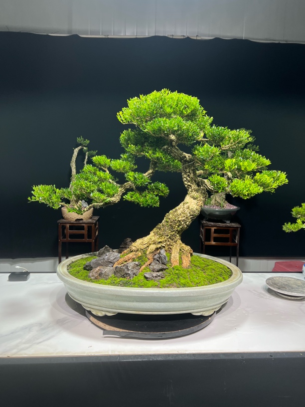 小叶雀舌黄杨清秀古雅盆景高端室内花卉好养易活绿植都美竹乌龟