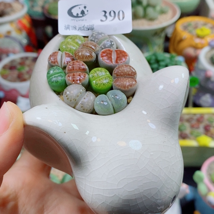 生石花花花花花花花390