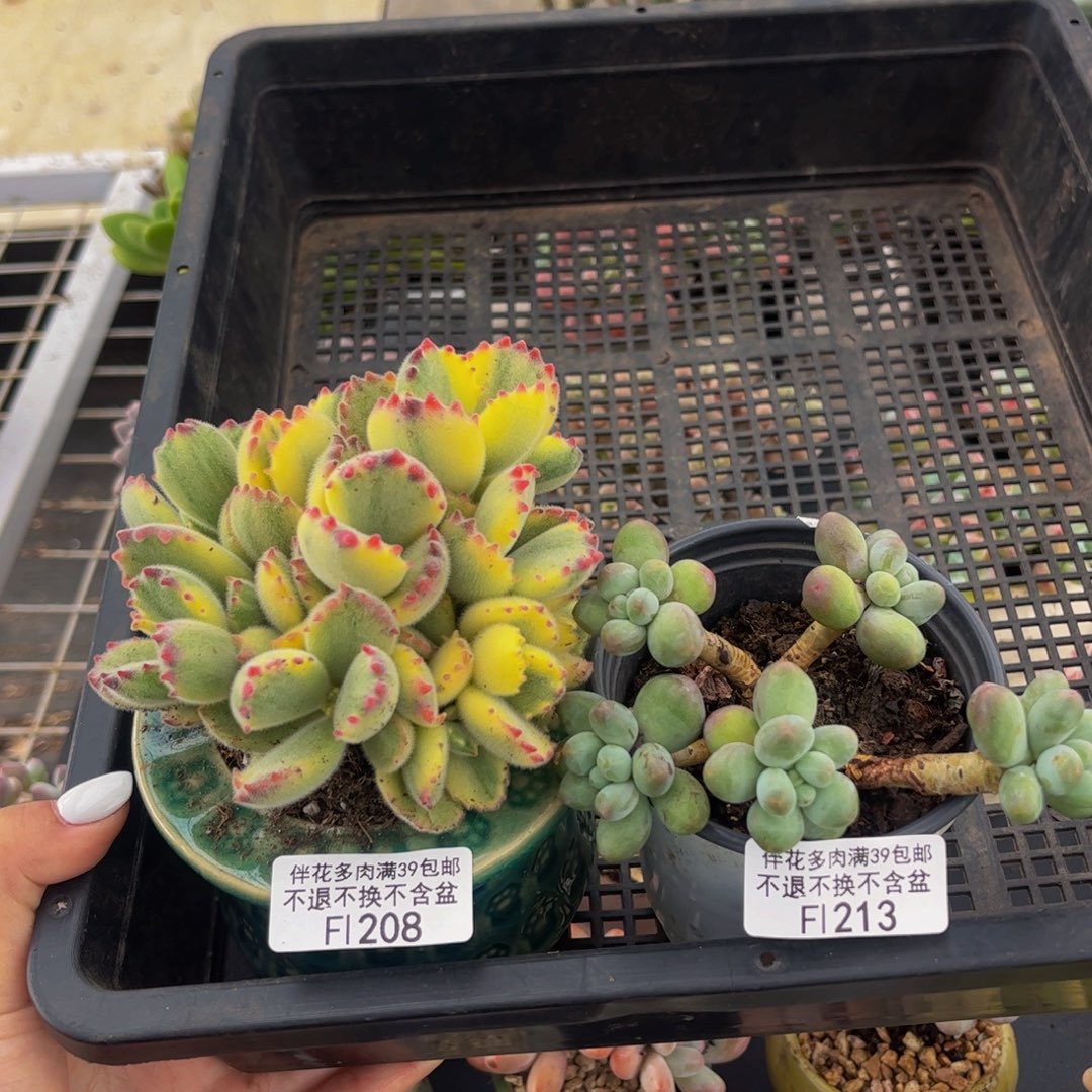 208-彩熊不包整213-苹果奶多肉7-8cm