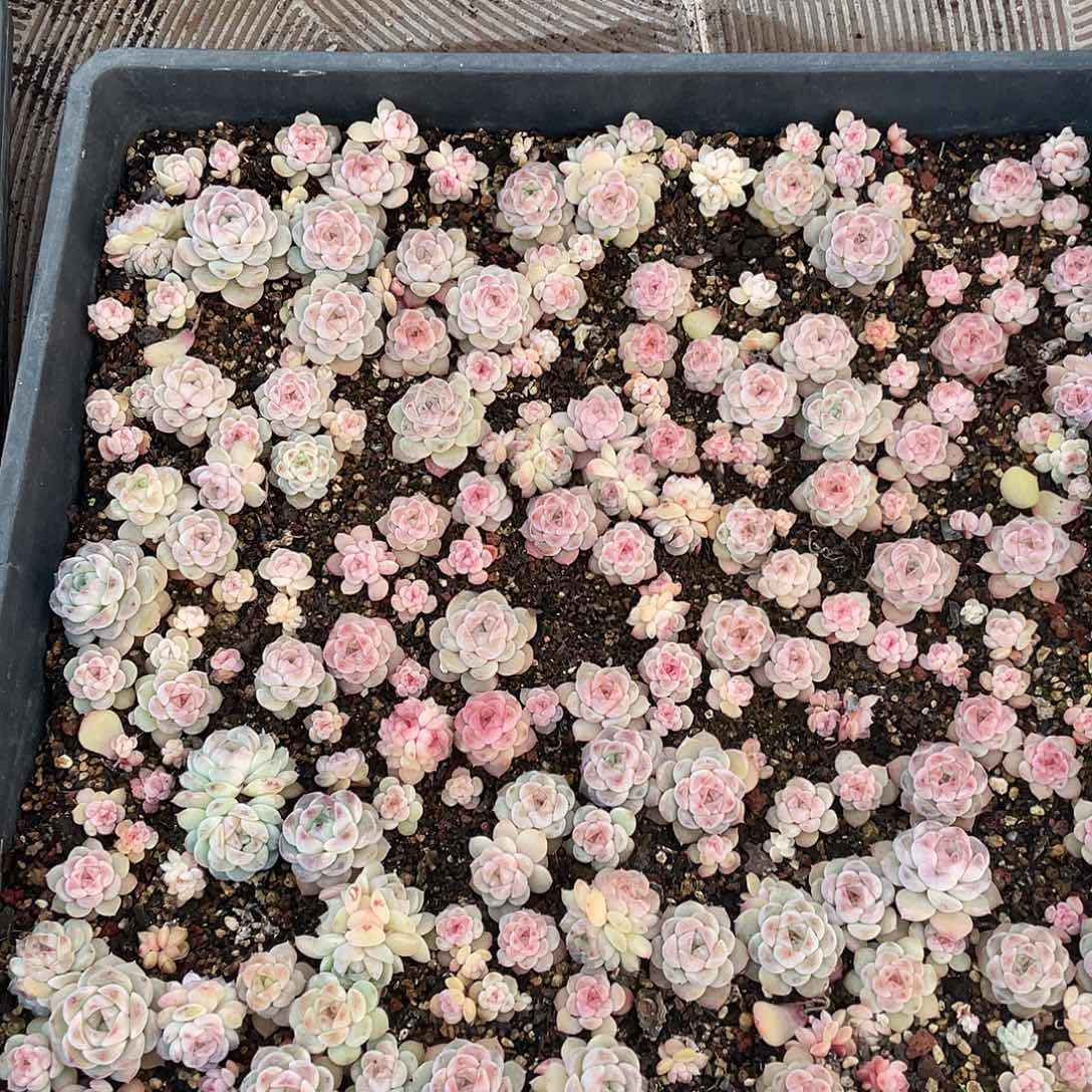 晓***肉211。 定。                  