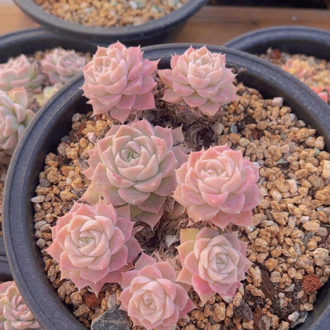 廖**辰月影杂，多肉植物