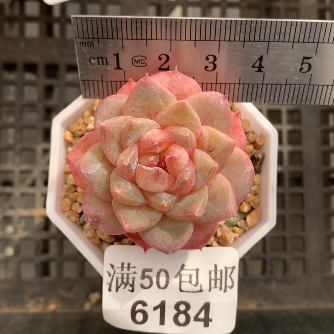 6184。钻石糖。糖心。