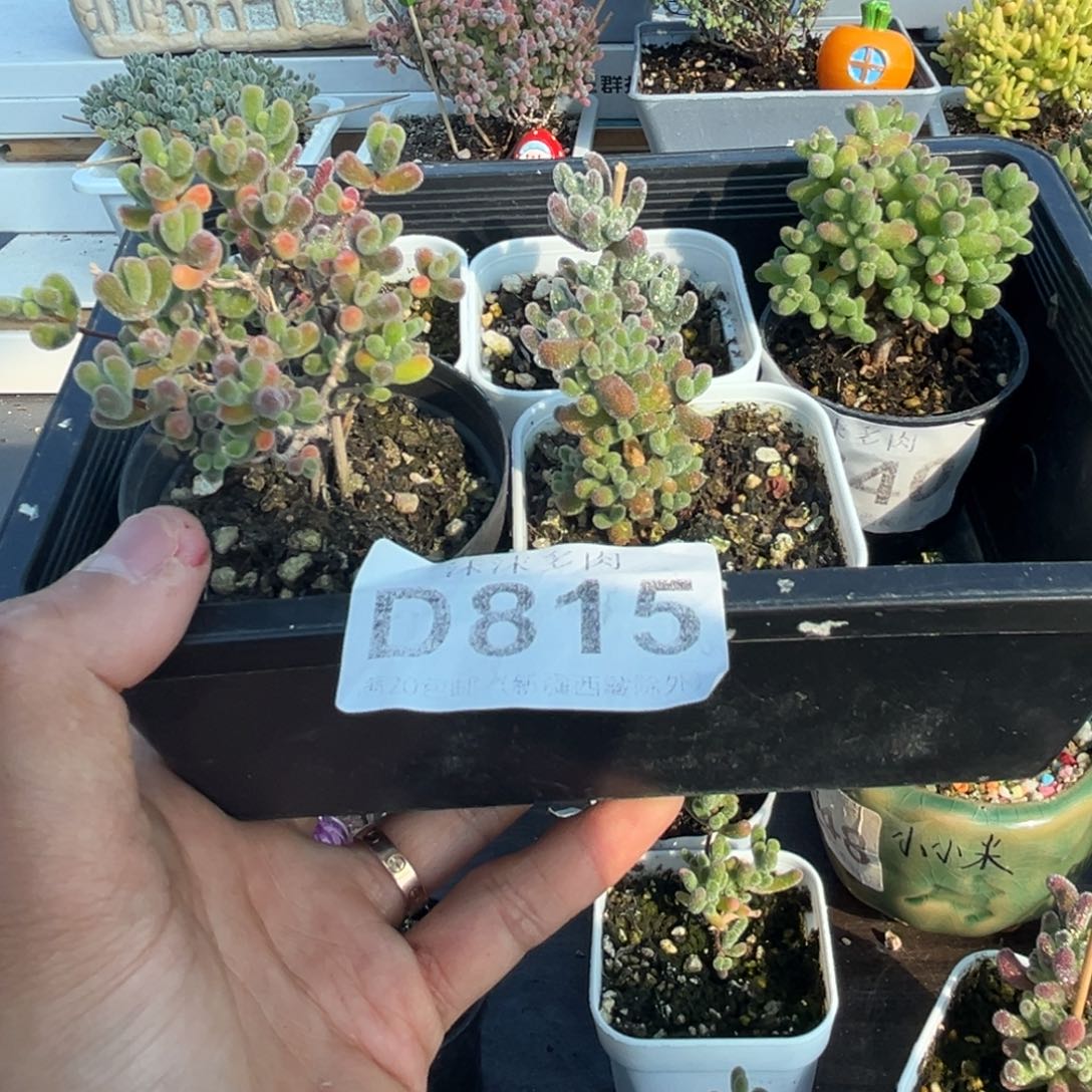 大***图815小星星金桔组合套餐