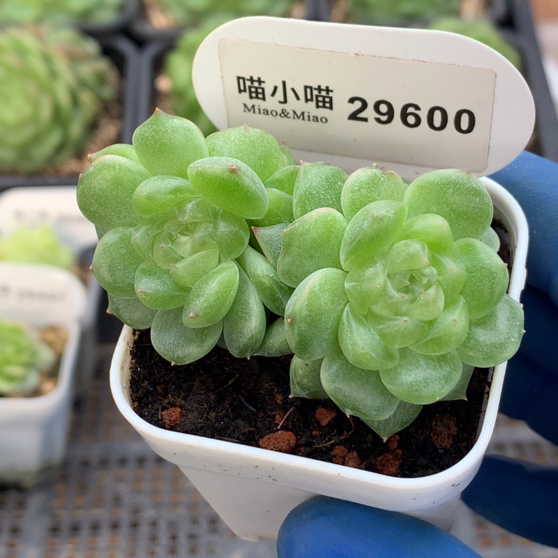 小***帽多肉植物杂交珍妮