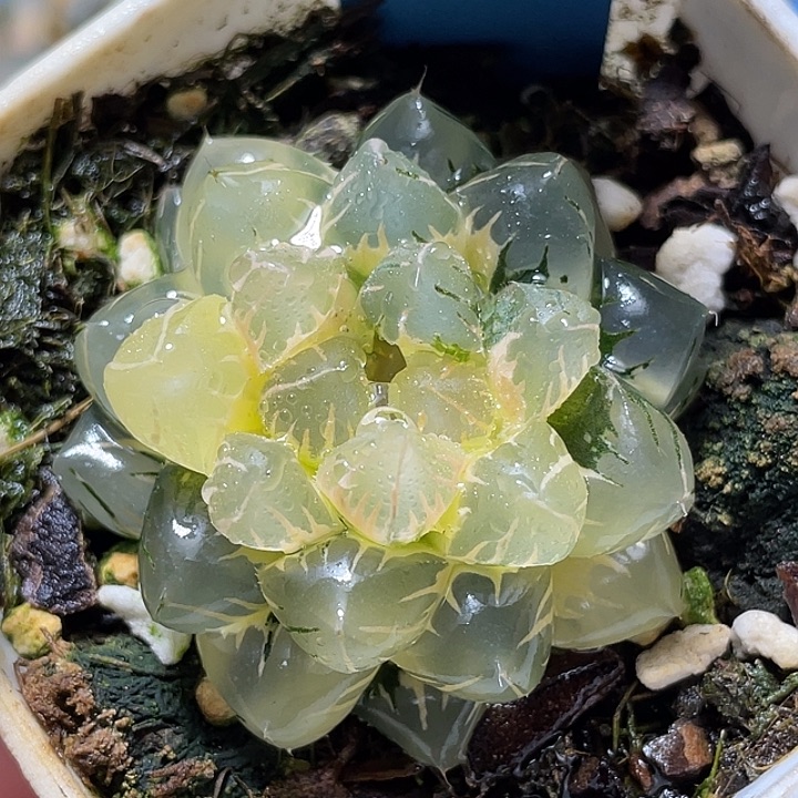 712糊斑水中月锦特选福利