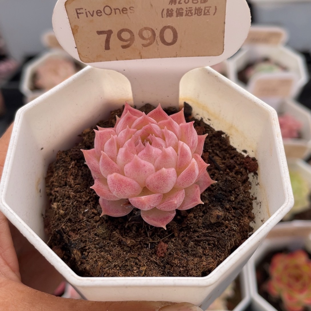 珠砂志7990-3.5厘米