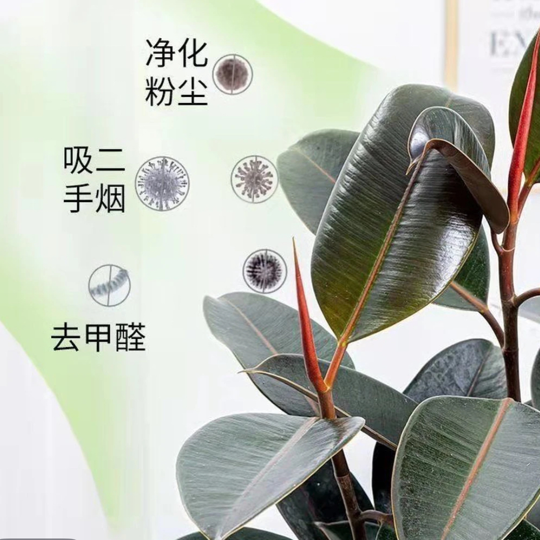 橡皮树绿植客厅盆栽花卉净化空气室内绿色植物四季常绿黑金刚盆景