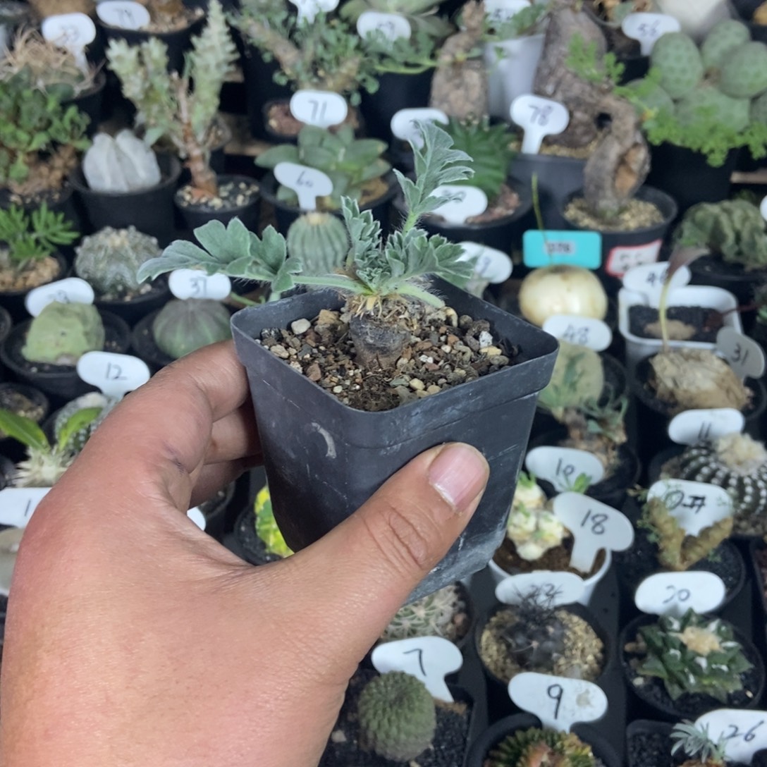 红花杨奎一物一拍
