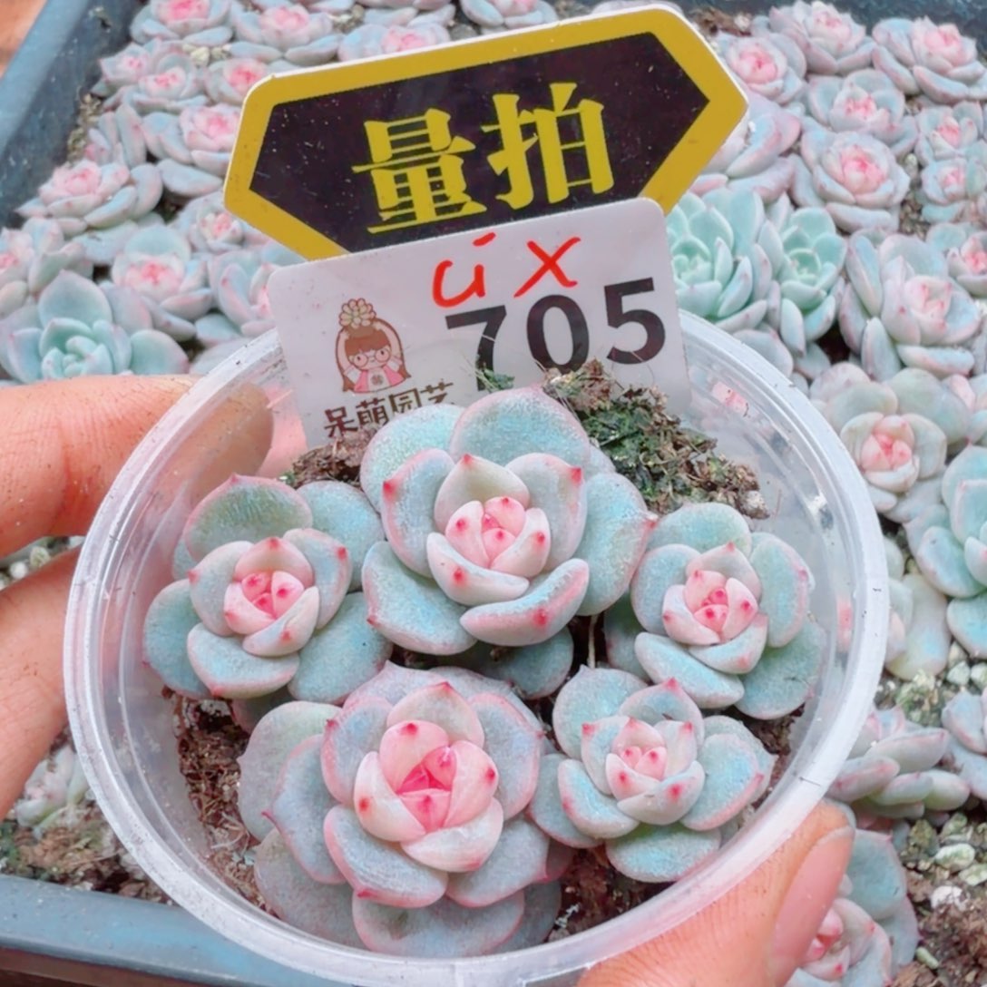 多肉植物多肉植物