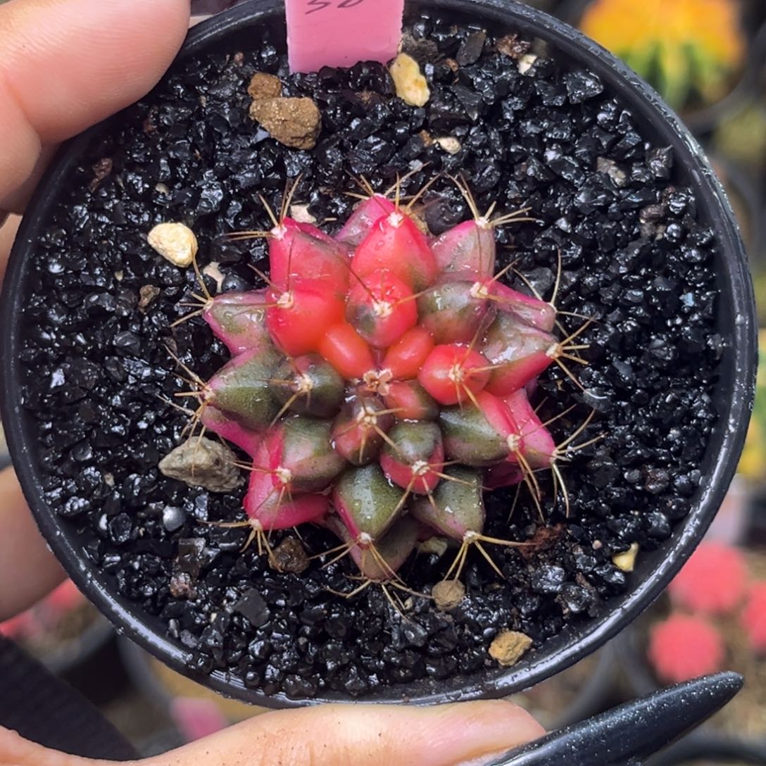 38 龟甲米哈锦 带盆土福利