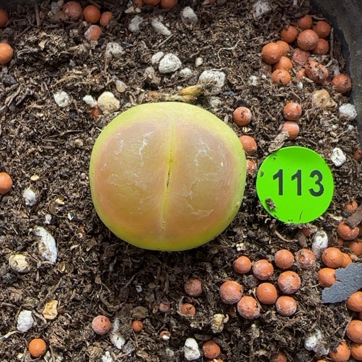 拉登1.9+多肉植物113