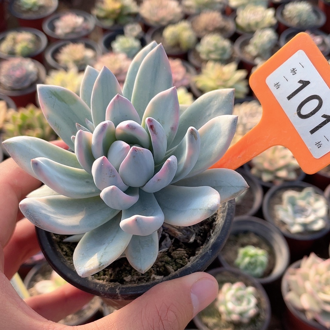 101号霜之朝锦多肉