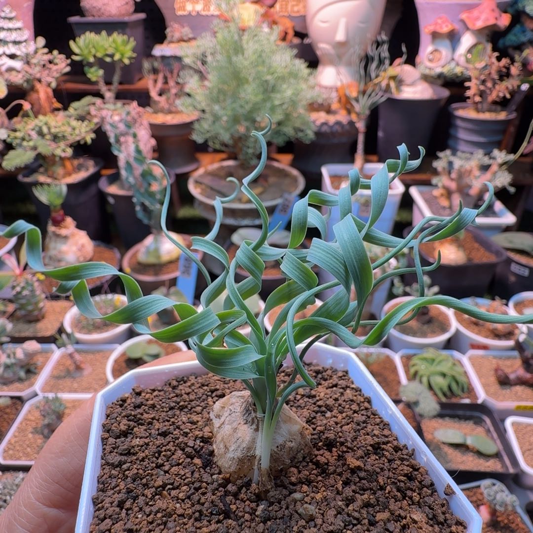 贵妃弹簧草468 仙人掌