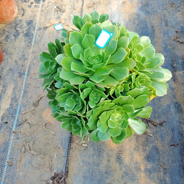 24号老桩法师绿羊绒