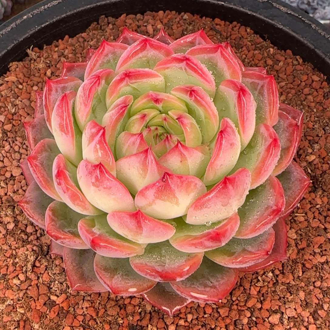 从前慢花园多肉编号大红鸾