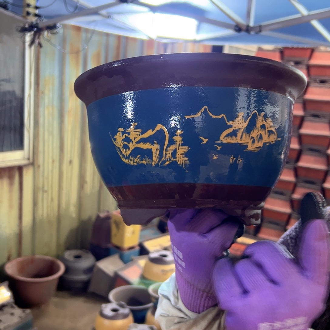 21蓝色三角金钟花盆花盆