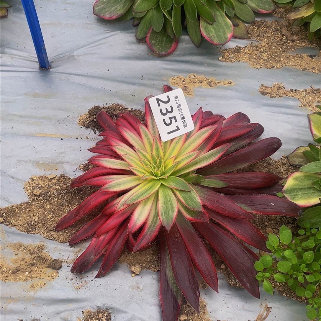 2351朱雀花脸多肉植物