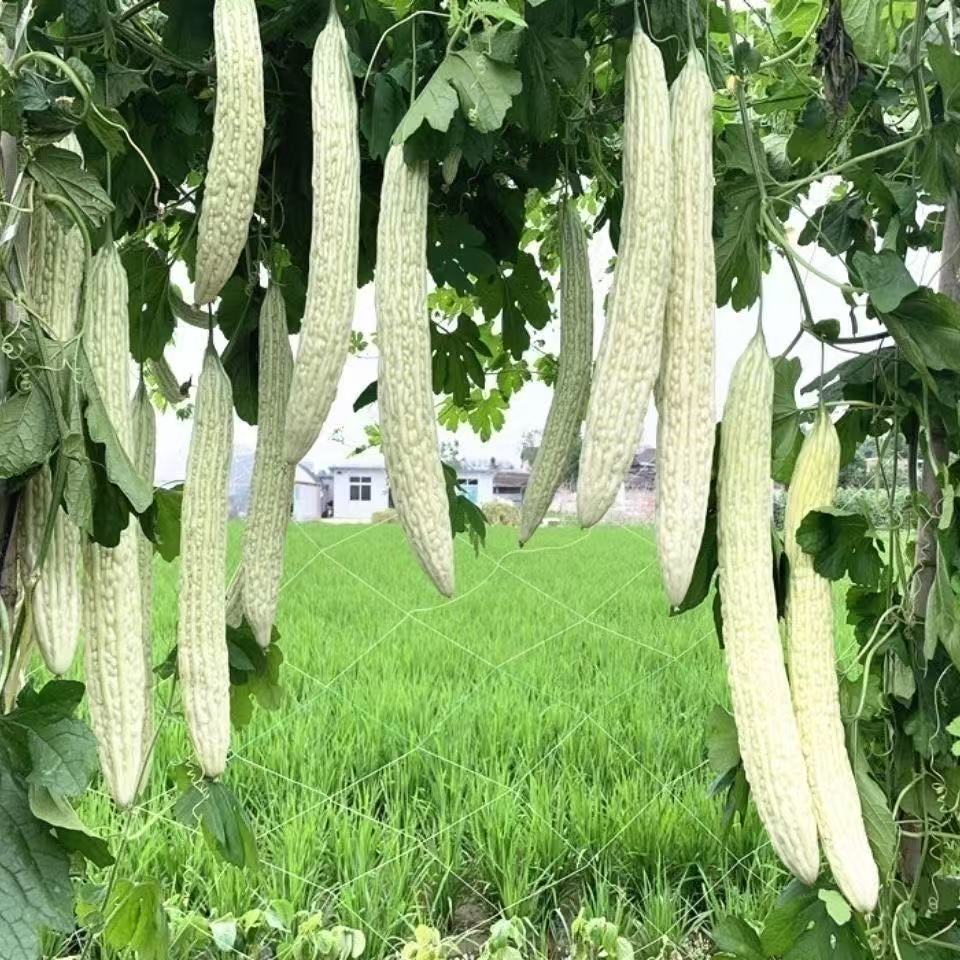 白玉苦瓜种子超大型白苦瓜抗病 耐热 高产四季冬苦瓜春夏秋籽耐寒
