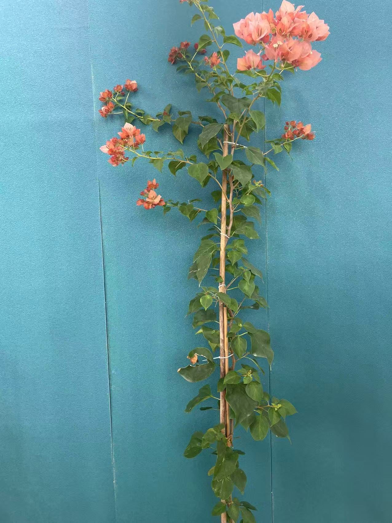 三角梅喜阳植物，直播间一物一拍非专属链接