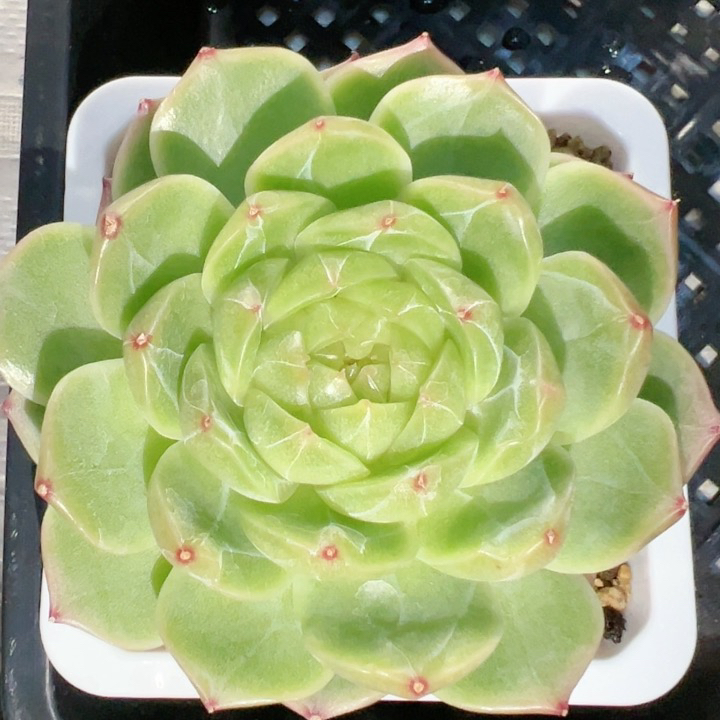 精品多肉植物盆栽雪天使蓝姬莲防辐射好养活耐寒耐热