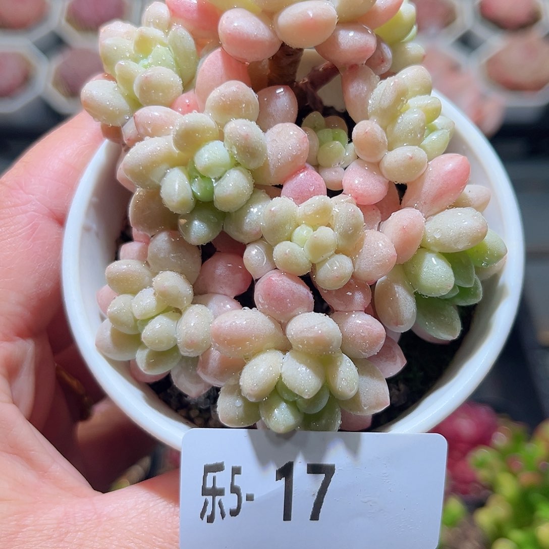 乐5-17 洛可可不包整