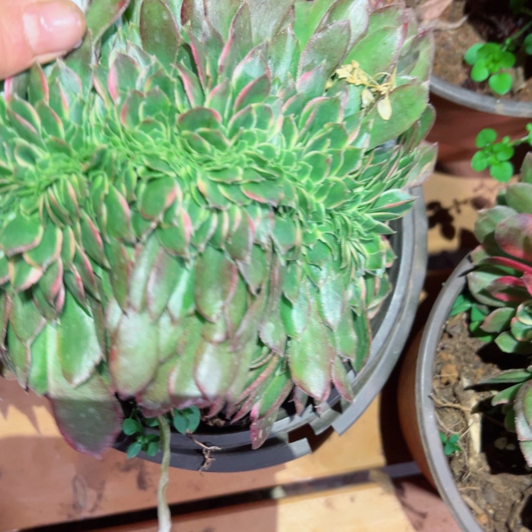 308 号多肉法师新年福利