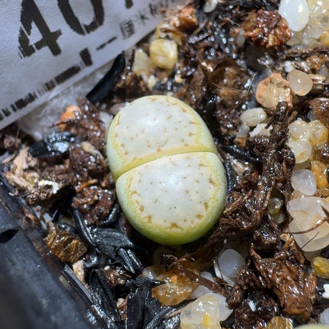 Sss清仓便宜出了407黄绿216