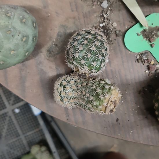 仙人球皇冠虾两个打包瑕疵