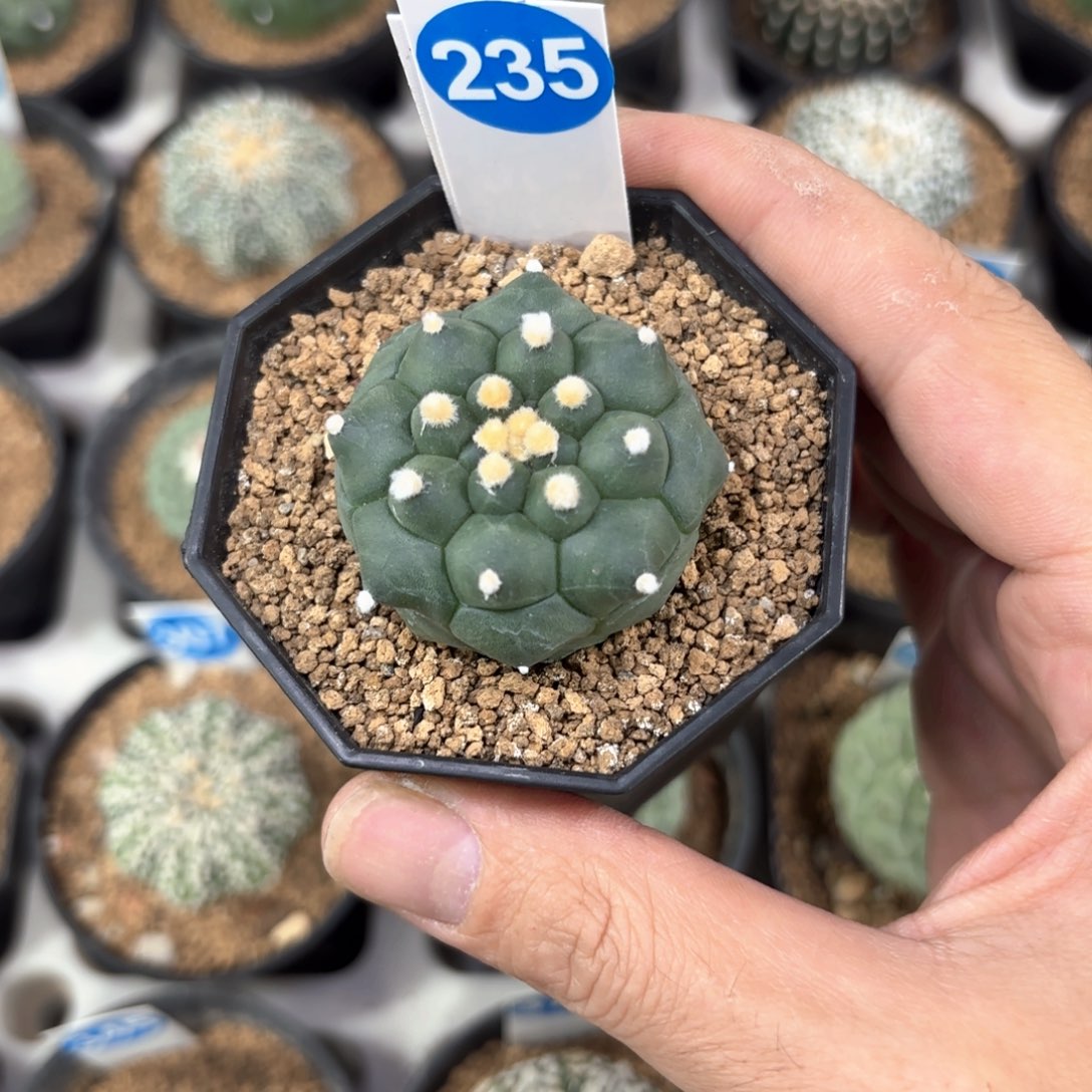 235实生龟甲兜带盆带土
