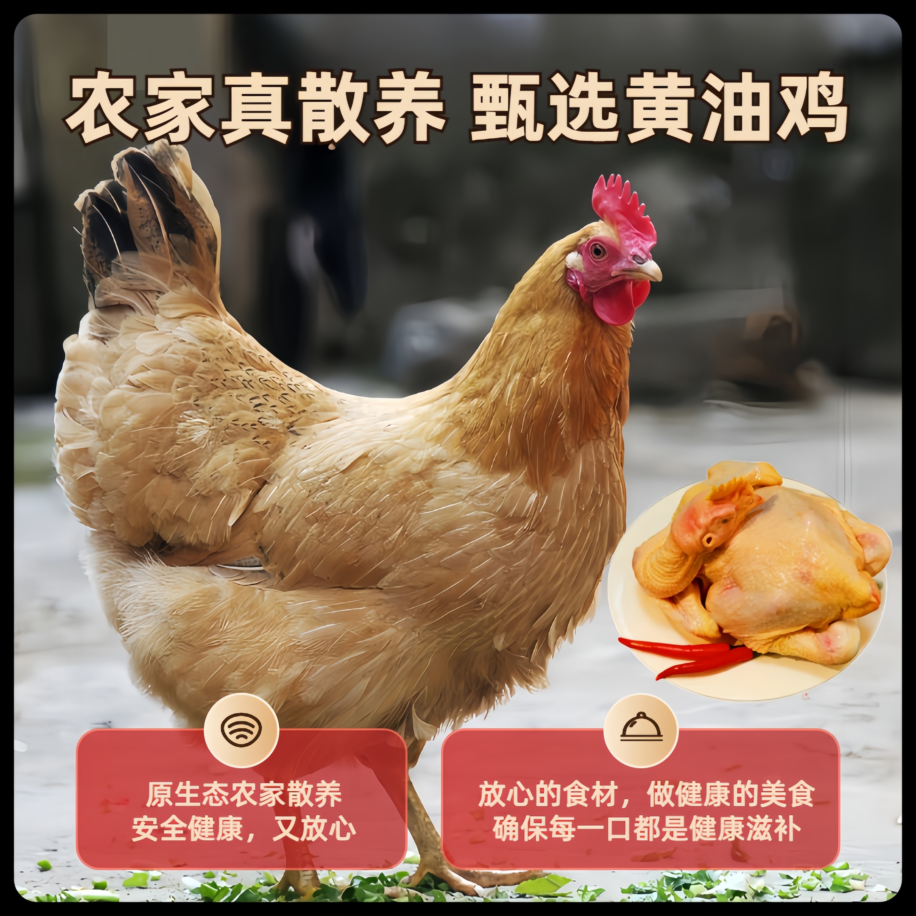 [粉丝福利]黄油鸡生态慢养|散养黄油鸡|顺丰包邮散养黄油鸡