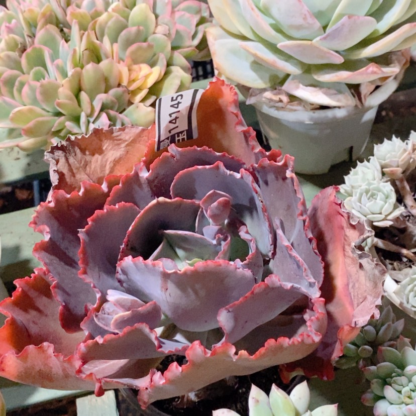 【闪购商品】蓝色妖姬14145