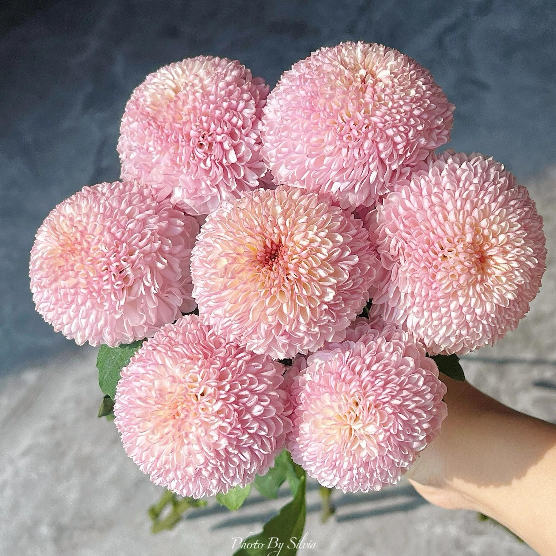 顺丰次日达【5支 粉色乒乓菊 】鲜花任意两单顺丰送货上门