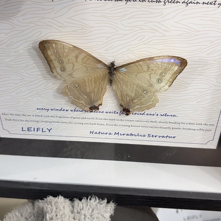 阿***星蝴蝶标本定制079@