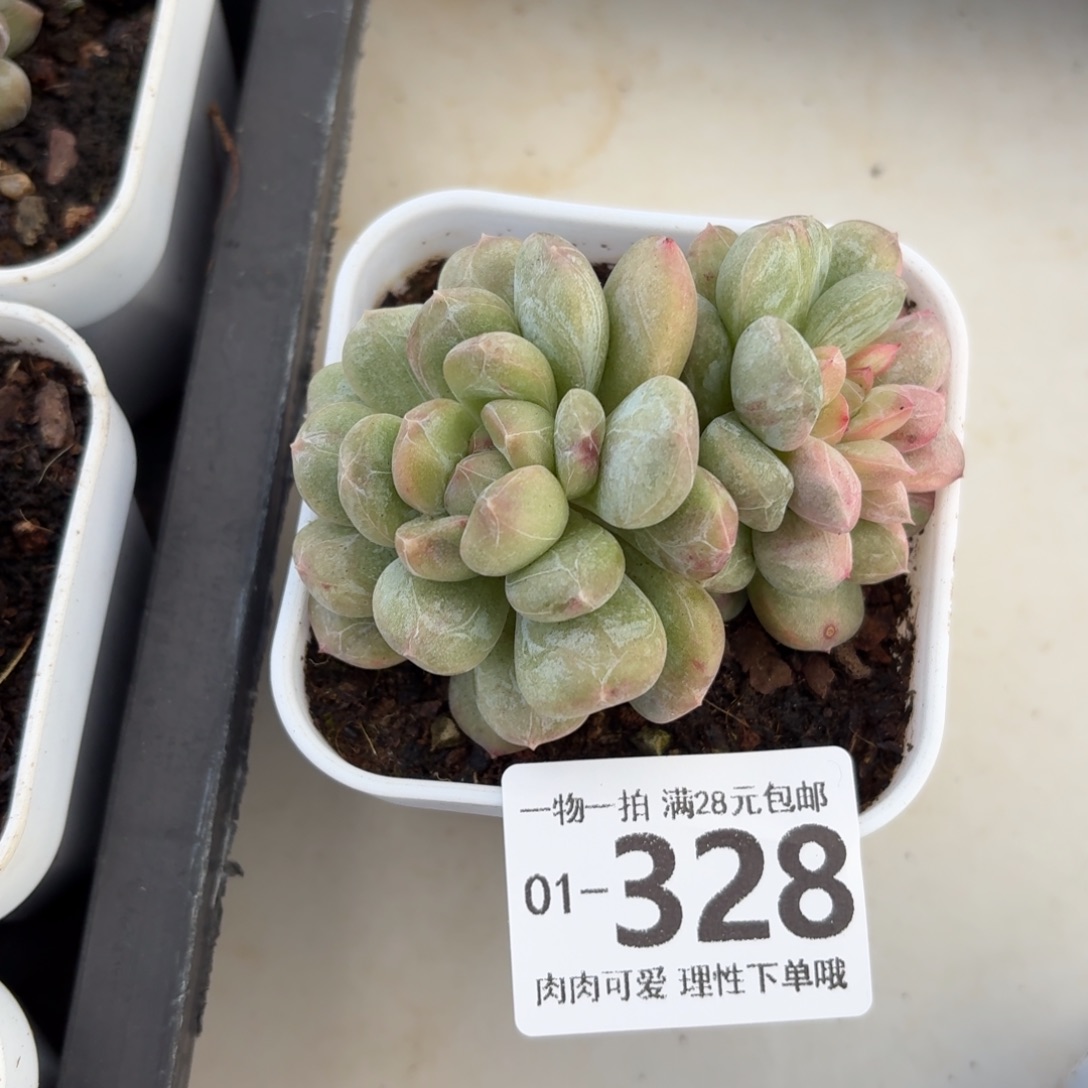 拉***丶石化百达翡翠无盆土