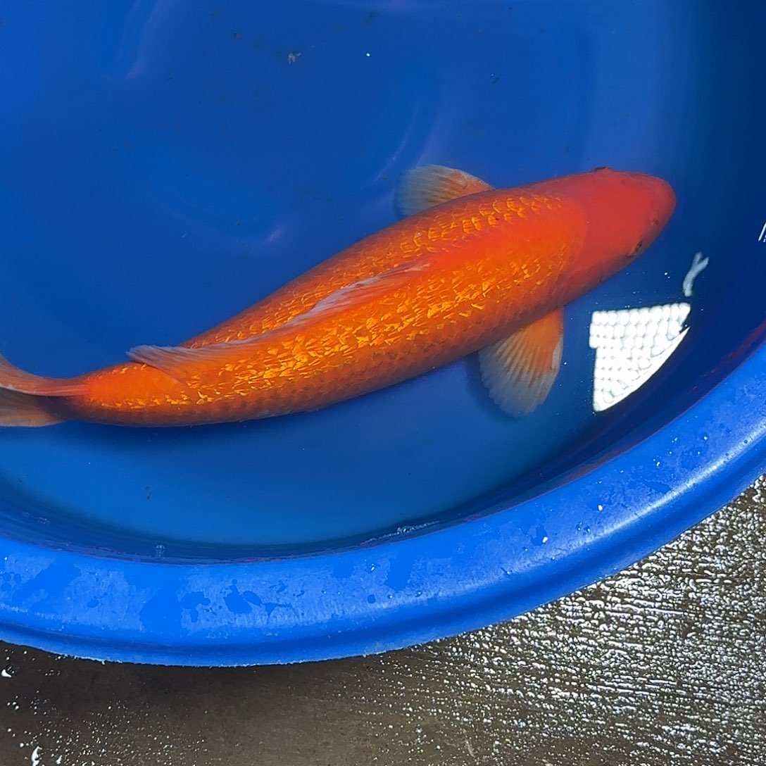 O***）锦鲤爱屋银麟介子