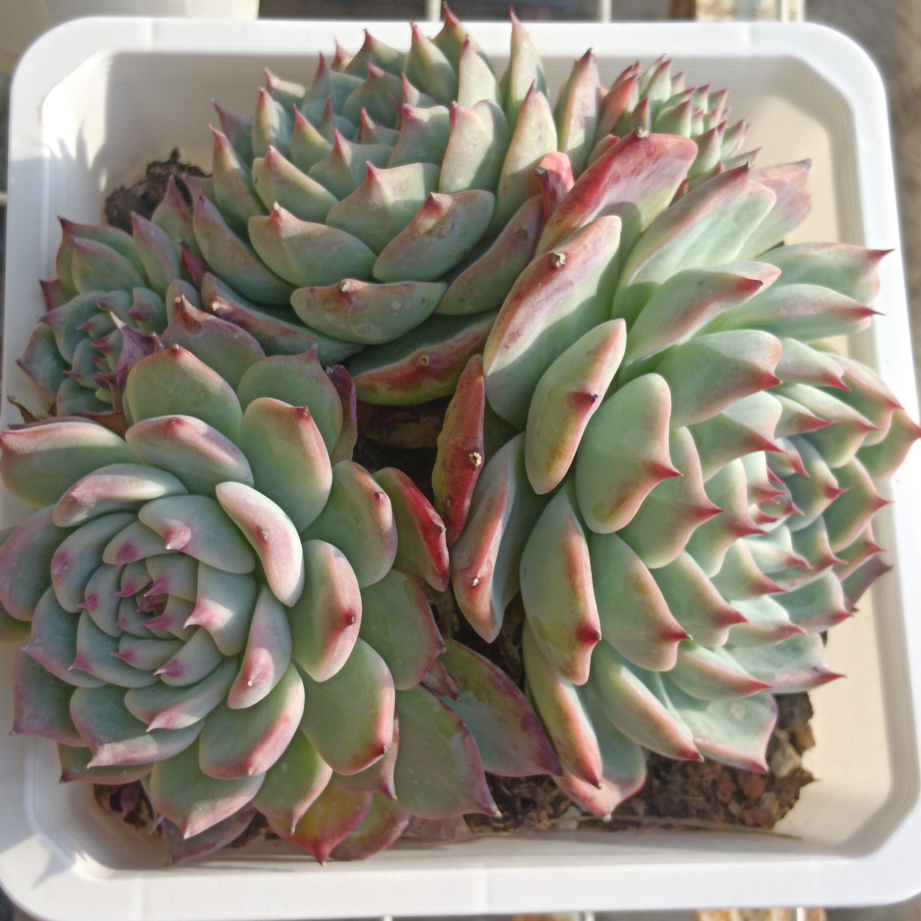 特价吉娃娃 多肉植物