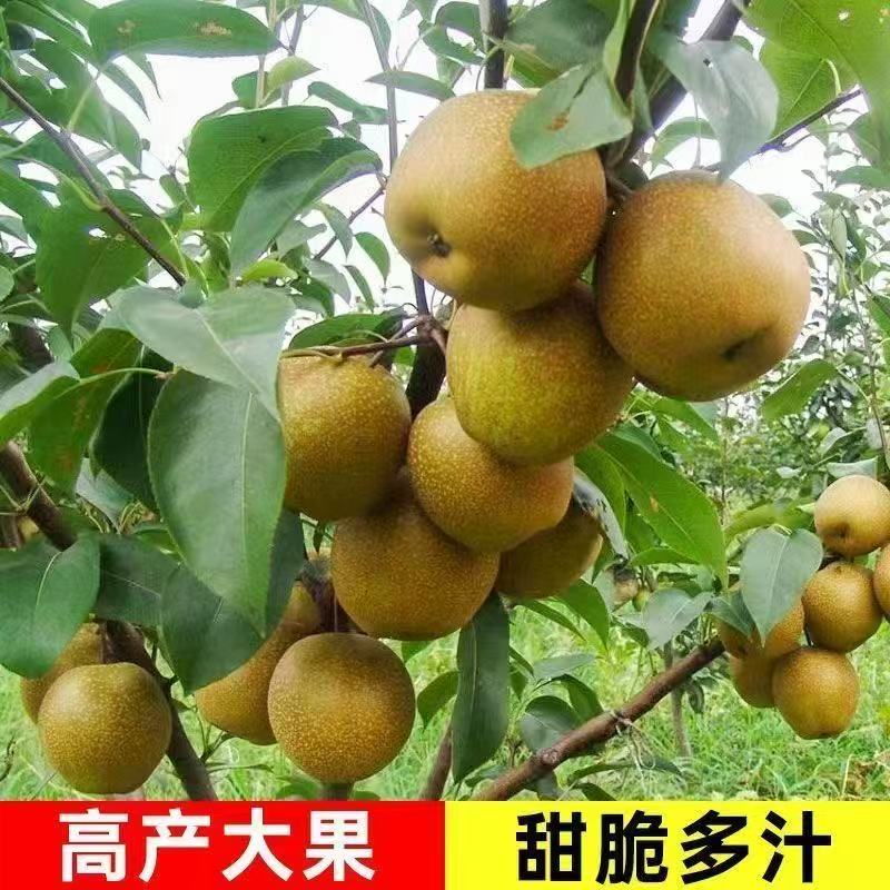 梨树苗（一物一拍）