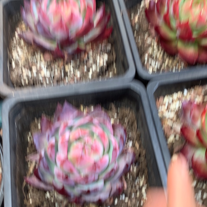 精品惊鸿仙子多肉植物两单包邮