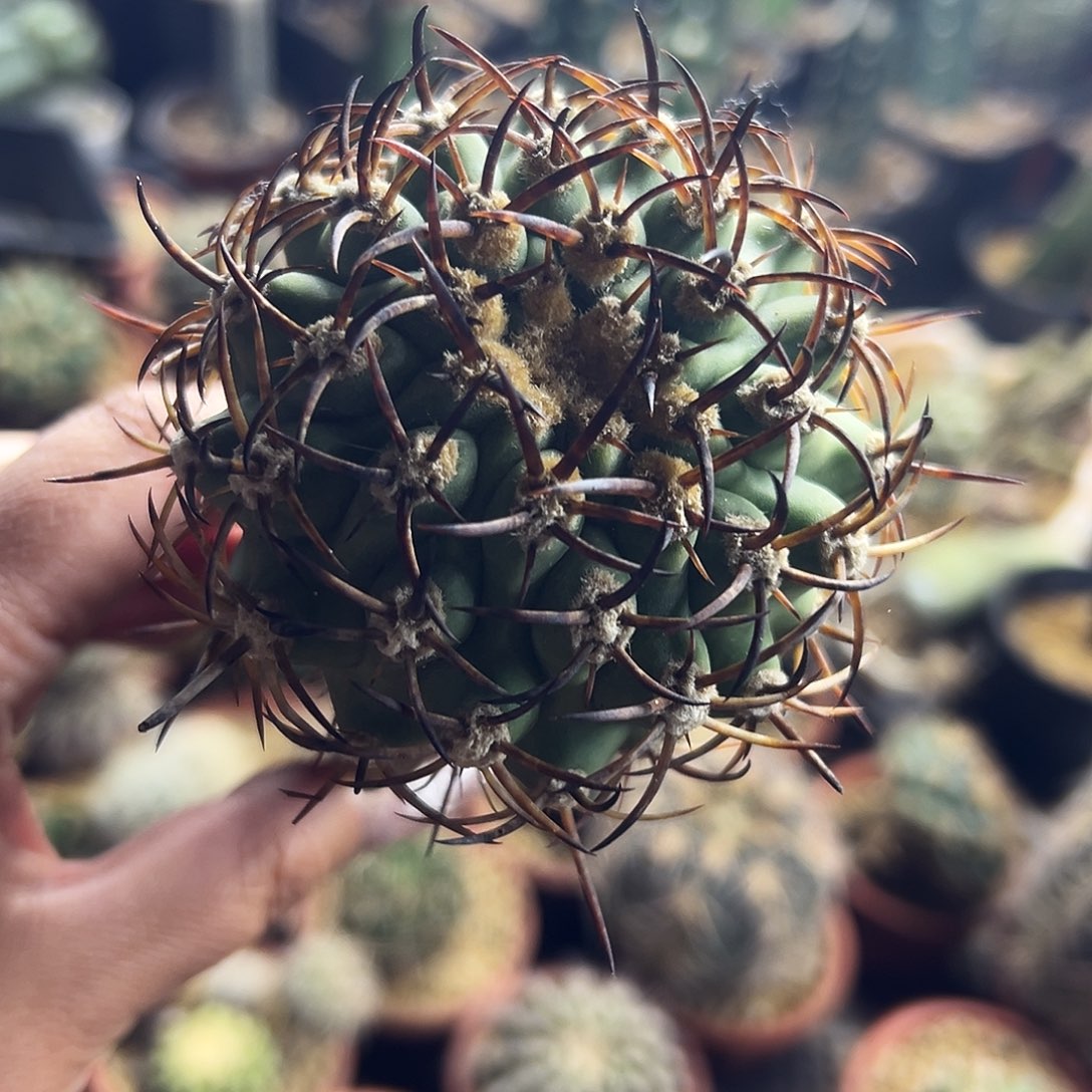 500津玉仙人球11111111