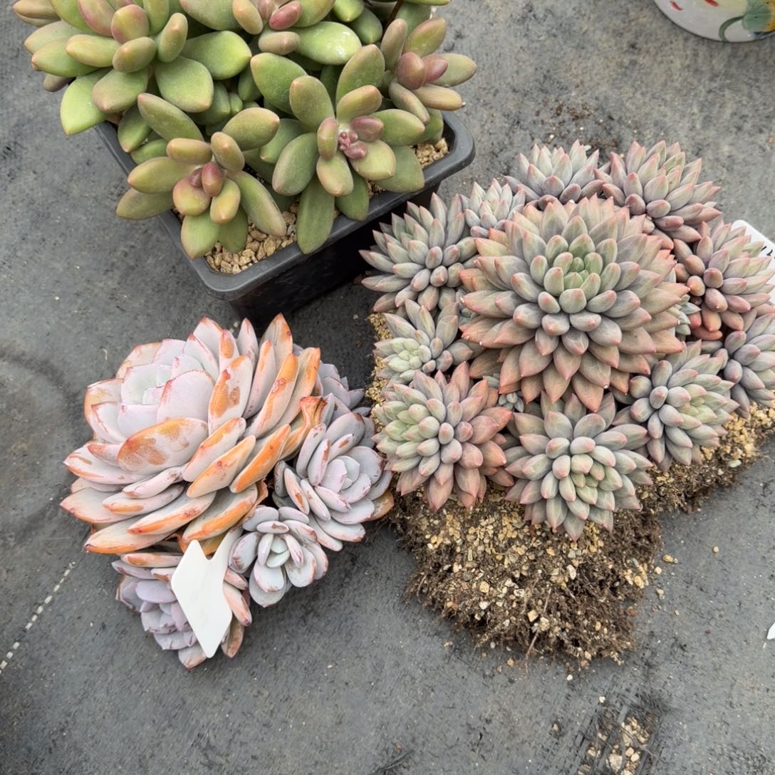 啦***～61号奶茶➕64号红蜻蜓➕25号芒果奶