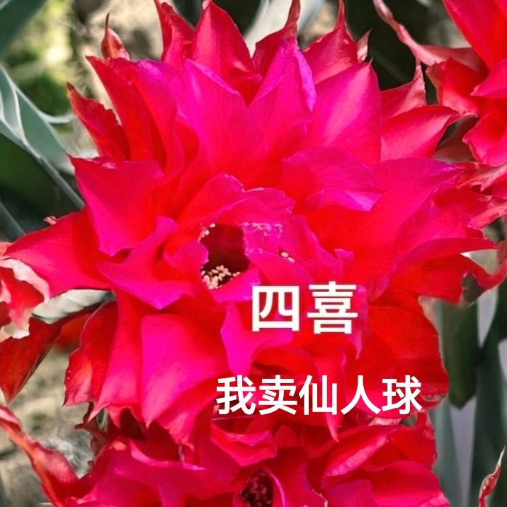 新品彩草四喜侧芽歪 ，满28米包邮非偏远