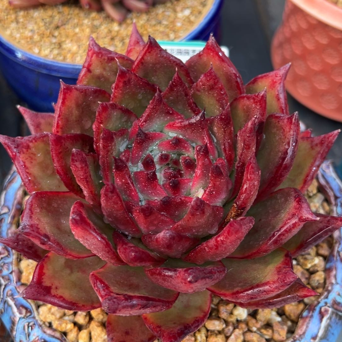 从前慢多肉精选超过0215.239