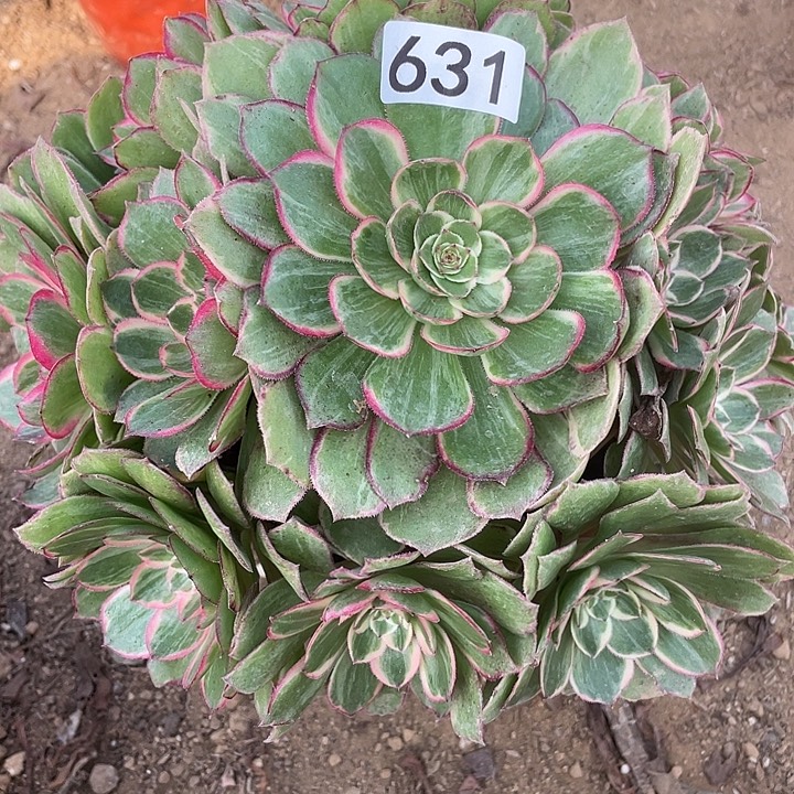 631莲花座多肉植物