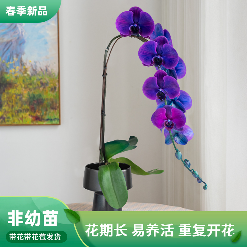 金色池塘蝴蝶兰基地【黑曜石】高端送人圣诞礼物大花型蝴蝶兰盆栽