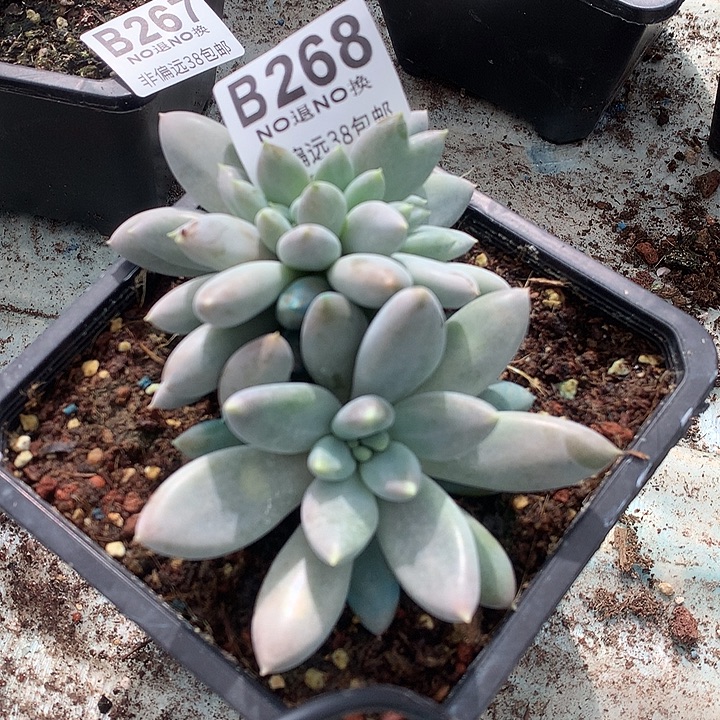 彩体哥特缀化 中秋福利8折 需延迟发货